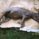 Illustration for article titled Chupacabras are just coyotes with scabies, says biologist